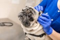 Young professional female veterinarian doctor hold pug dog before exam in veterinary clinic Royalty Free Stock Photo