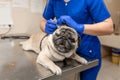 Young professional female veterinarian doctor hold pug dog before exam in veterinary clinic Royalty Free Stock Photo