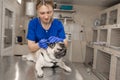 Young professional female veterinarian doctor hold pug dog before exam in veterinary clinic Royalty Free Stock Photo