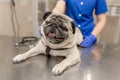 Young professional female veterinarian doctor hold pug dog before exam in veterinary clinic Royalty Free Stock Photo