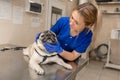 Young professional female veterinarian doctor try check teeth of pug dog in veterinary clinic, but dog don`t like it Royalty Free Stock Photo