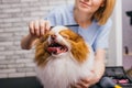 Young professional groomer loves her job connected with pets