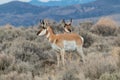 Pronghorn Antelope Bucks in Winter Royalty Free Stock Photo