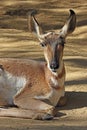 Young Pronghorn