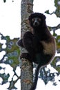 Lemur in Trees of Madagascar Rainforest