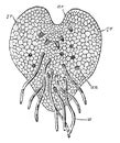 Young Prothallus of Fern vintage illustration