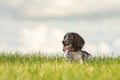 Cute Young proud english springer spaniel dog is lying in the grass in a green meadow Royalty Free Stock Photo