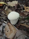 Young puffball mushroom in the forest. Lycoperdon perlatum