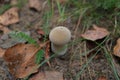 young puffball mushroom Lycoperdon perlatum
