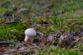 Beautiful young puffball mushroom.