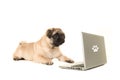 Young pug dog lying on the floor looking at a labtop