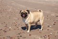 Pug dog standing on the beach Royalty Free Stock Photo