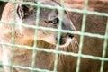 A puma behind a metal mesh in the zoo.
