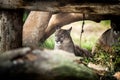 Young Puma resting under tree, Close up