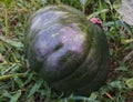 young pumpkin is growing in the garden Royalty Free Stock Photo