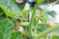 young pumpkin with pumpkin plant