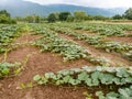 Young pumpkin plant