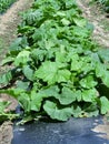 Young pumpkin plants with black plastic mulch layer, Keremeos, Okanagan Valley, BC, Canada