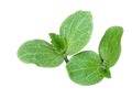 Young pumpkin shoots, the first true leaf. Plant isolated on white background, clipping path, image is cut out. Growing pumpkin Royalty Free Stock Photo