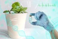 Young pumpkin sprouts, scientist`s hand with liquid bottle, concept of soil moisture, gardening, planting seedlings for garden,