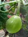 young pumpkin vegetable plants