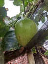 young pumpkin vegetable plants