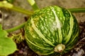 Young pumpkin on the vine Royalty Free Stock Photo