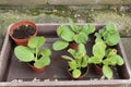 Young pumpkins plants in pots outdoors