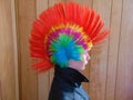 Young Punk Rocker Chick With Rainbow Mohawk