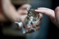 Young pup rabbit in farmers hands. Little baby rabbit with natural colour. Baby hare in hand. Child caressing little bunny. Stroki