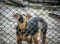 Young puppy at the animal shelter