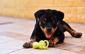 Rottweiler in spain