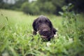 Young puppy of Bohemian wire-haired Pointing griffon lying in the grass wary postponement treining