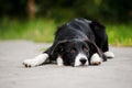 Young puppy border collie