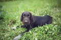 Young puppy of brown Bohemian Wirehaired Pointing griffon Royalty Free Stock Photo