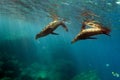 Young puppy californian sea lion touching a scuba diver Royalty Free Stock Photo