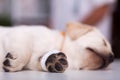 Young puppy dog having an injured leg with bandage sleeping