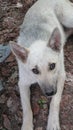 Young puppy with expressive eyes