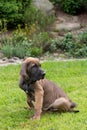 Young puppy of Fila Brasileiro (Brazilian Mastiff)