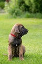 Young puppy of Fila Brasileiro (Brazilian Mastiff)