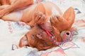 Young Puppy Happily Playing with a Toy