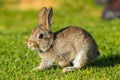Young puppy Jack rabbit hare wild bunny Royalty Free Stock Photo