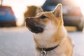 Young puppy of japanese dog breed enjoys outdoor recreation in rays of the sun, portrait shiba inu close-up smiles red dog, friend Royalty Free Stock Photo