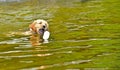 Young puppy learning how to swim and retrieve his toy.