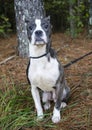 Blue brindle Pitbull Boston Terrier mixed breed puppy dog Royalty Free Stock Photo