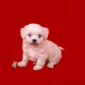 Young puppy of a maltese dog with a bone on a red background. Royalty Free Stock Photo
