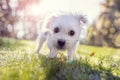 Young puppy outside for a walk in the park