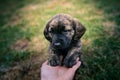 Young puppy playing with person in the garden. Small, cute dog.