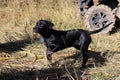 A young puppy pointing and being trained for hunting