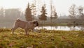 A young puppy pug, dog, animal, pet is running in a park on an autumn, sunny and beautiful day during golden hour